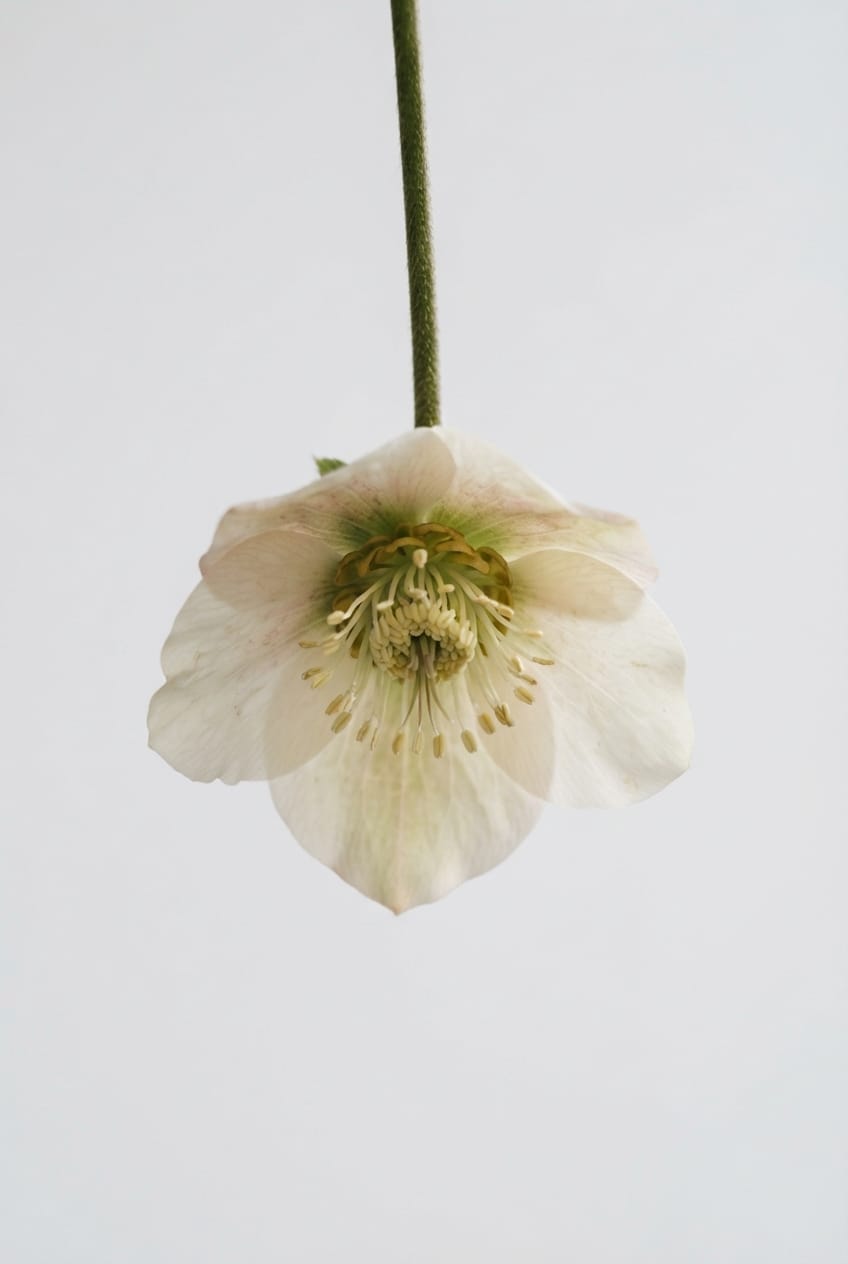 Helleborus orientalis nodding bloom