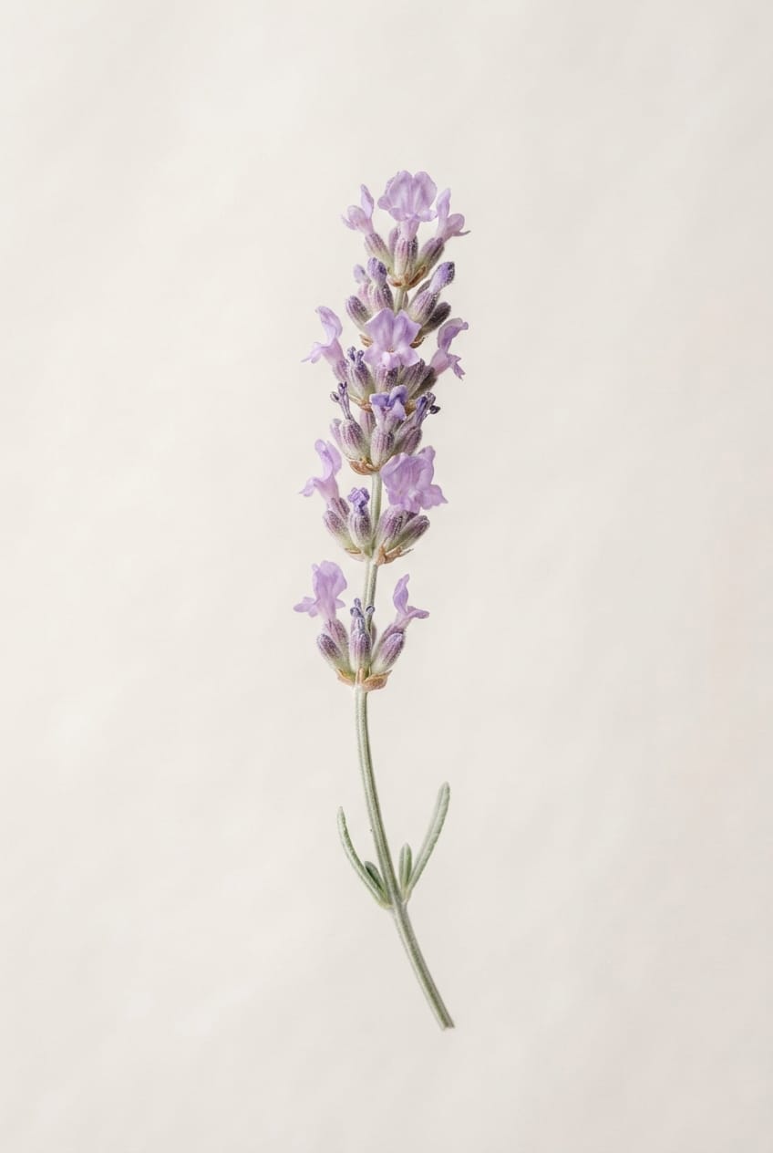 Lavender sprig in morning light